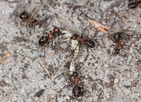 Big forest ants Stock Photos