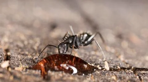 Big forest ants Stock Photos