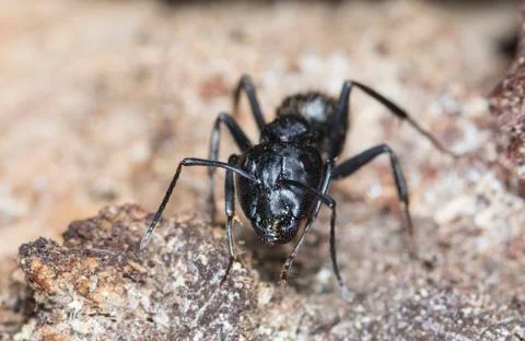 Big forest ants Stock Photos