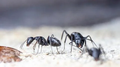 Big forest ants Stock Photos