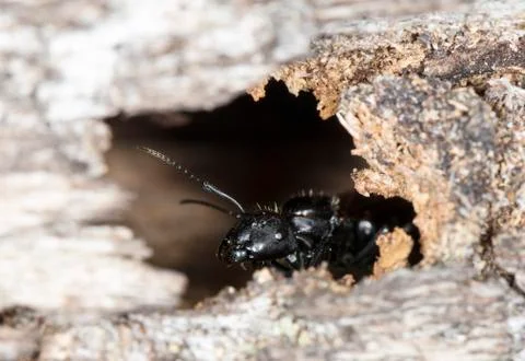 Big forest ants Stock Photos