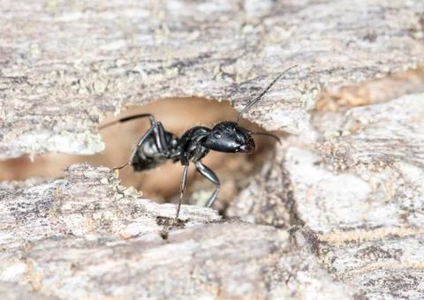 Big forest ants Stock Photos