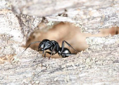 Big forest ants Stock Photos