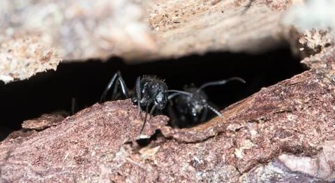 Big forest ants Stock Photos