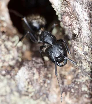 Big forest ants Stock Photos