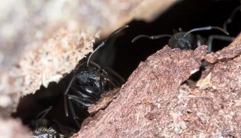 Big forest ants Stock Photos