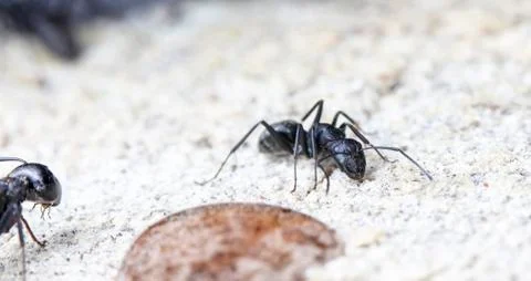 Big forest ants Stock Photos