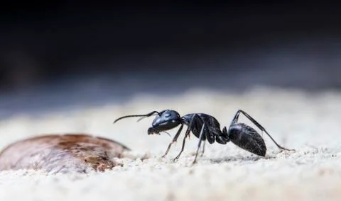 Big forest ants Stock Photos