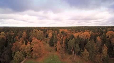 The big forest at the back of the manor Stock Footage 61026696