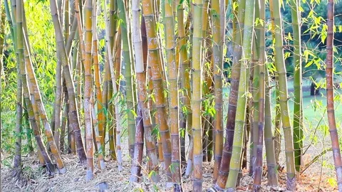Big forest bamboo tree Stock Footage 123694008