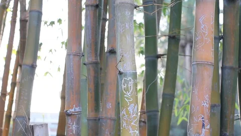 Big forest bamboo tree Stock Footage 123694221