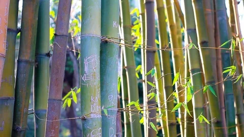 Big forest bamboo tree Stock Footage 123694422