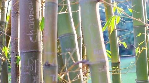 Big forest bamboo tree Stock Footage 123694704
