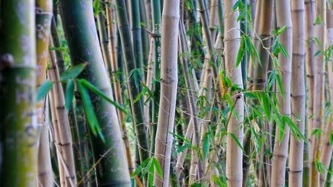 Big forest bamboo tree Stock Footage 123695432