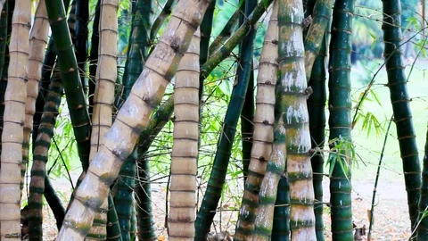 Big forest bamboo tree Stock Footage 123695627