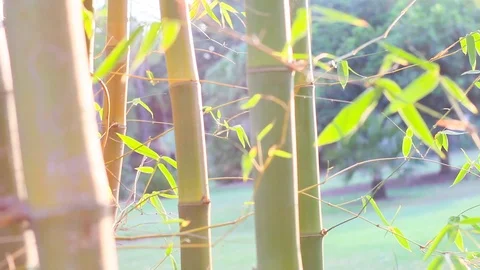 Big forest bamboo tree Stock Footage 123695959