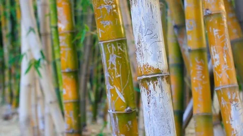 Big forest bamboo tree Stock Footage 123696102