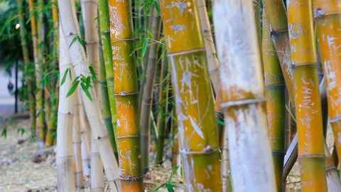 Big forest bamboo tree Stock Footage 123696234