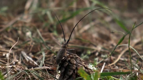 A big forest beetle is sitting in the forest, a beetle with a big mustache Stock Footage 220714866