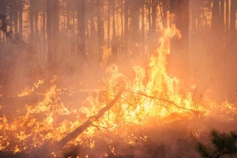 Big forest fire in pine stand Stock Photos