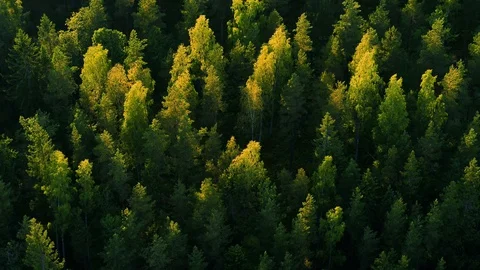 Big forest in golden sunlight seen from above drone footage by DroneRune Stock Footage