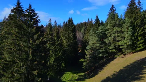 Big forest in the mountains with blue sky 4K Vídeo Stock 144554686