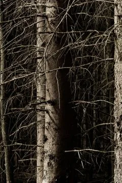 Big forest Stock Photos