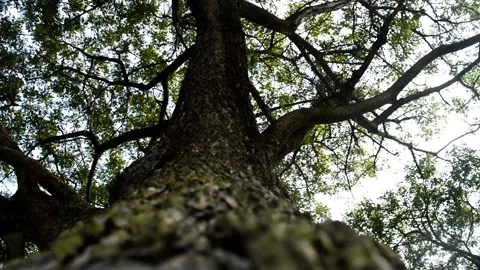 Big forest tree Video stock 236813421