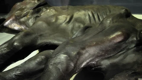 The big fossil of the mammoth inside the museum Stock Footage 120926663
