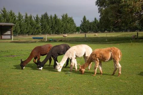 Big Four Alpacas Stock Photos