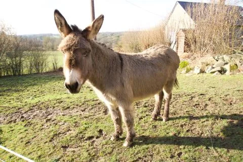 Big french donkey Stock Photos