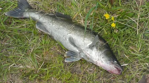 Big fresh-caught pike perch Stock Footage 10953628