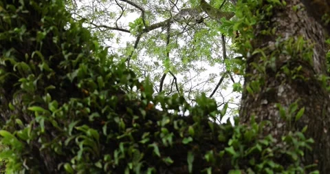 The big fresh green old tree in the rainy season of the Albizia lebbeck tree. Video stock 314873366