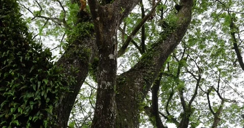 The big fresh green old tree in the rainy season of the Albizia lebbeck. Video stock 314874609