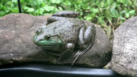 Big Frog in 4K Stock Footage 94121599