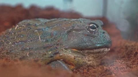 Big frog, close-up. A swamp toad sits and breathes. Toad in the aquarium. Stock Footage 157151744