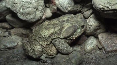 Big frog common toad - Bufo bufo spinosus Stock-Footage 344603127