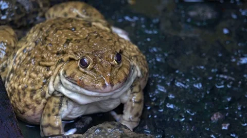 Big frog farm concept. It the feeding frog for sell to market. Stock Footage 82629746