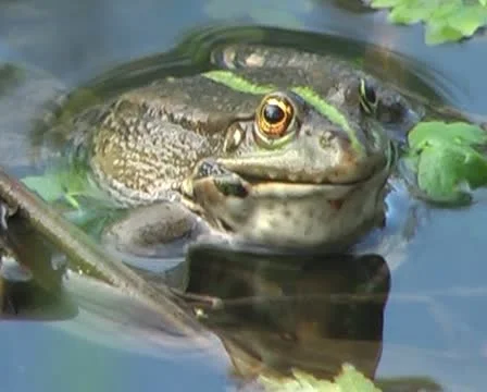 Big frog Stock Footage 10878116