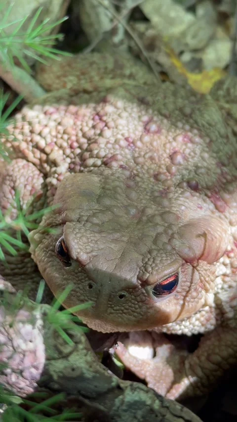 Big frog Stock Footage 274032668