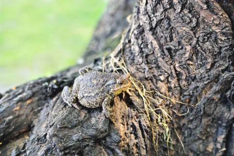 Big frog on a log bark close-up Stock Photos