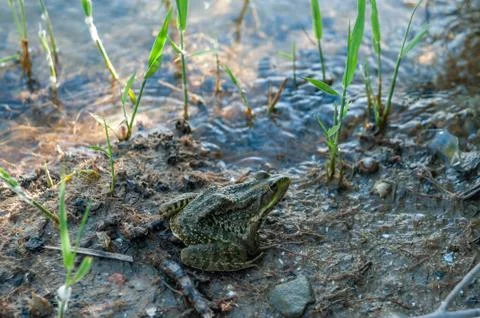 Big frog or toad by the river Stock Photos