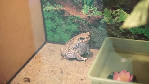 Big Frog sits in a terrarium. Toad in the aquarium. Wild animal in zoo Video stock 263898112