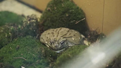 Big Frog sits in a terrarium. Toad in the aquarium. Wild animal in zoo Video stock 263898229