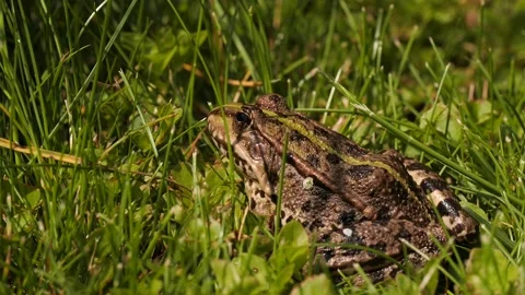 Big frog sitting in gras Stock Footage 136299008