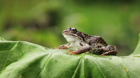 Big frog sitting on a leaf in the garden and breathing Video stock 67677584