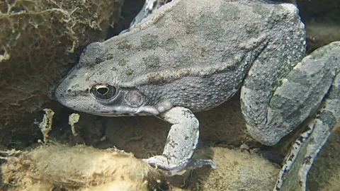 Big frog in underwater Stock-Footage 125340663