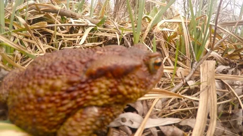 Big frog walking through the  grass Stock Footage 61779805