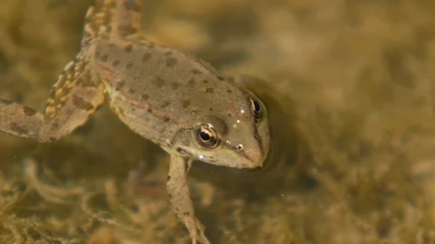Big Frog in Water Stock Footage 89740310