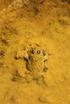 Big frog in water Stock Photos